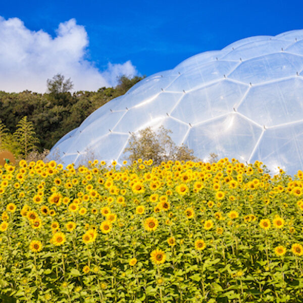 We provided energy consultancy to The Eden Project when the time came for them to renew their contracts.